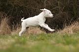 DOGUE ARGENTIN 095